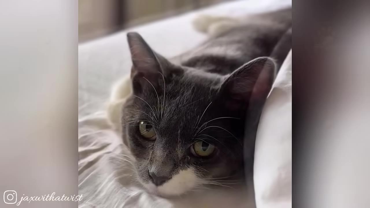 A close-up of a grey and white cat lying down on a bed with a somber, quiet expression.
