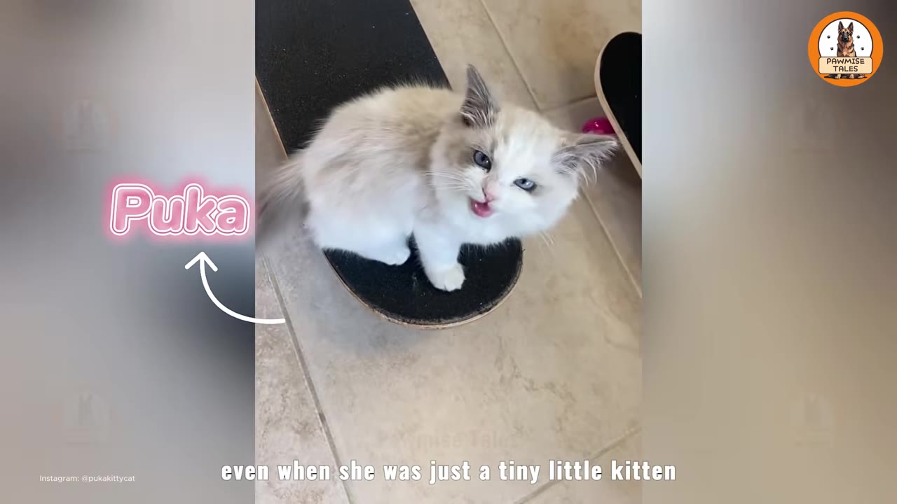 A fluffy white and grey kitten with blue eyes sits on a skateboard, looking up with its mouth open as if meowing.