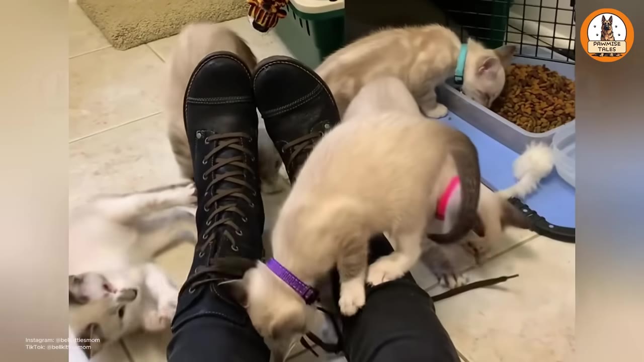 Several small light-colored kittens playing around a person's black laced boots on a tiled floor.