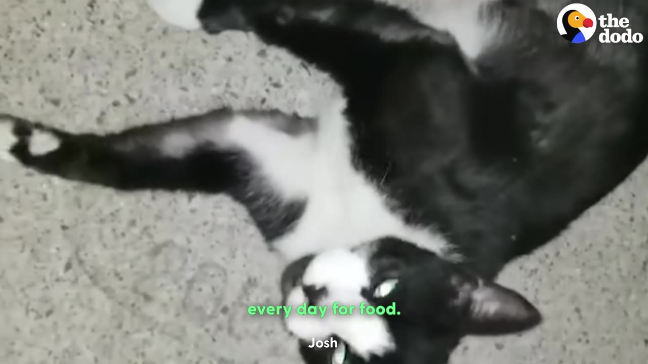 A black and white tuxedo cat lying on its back on a concrete surface outdoors.