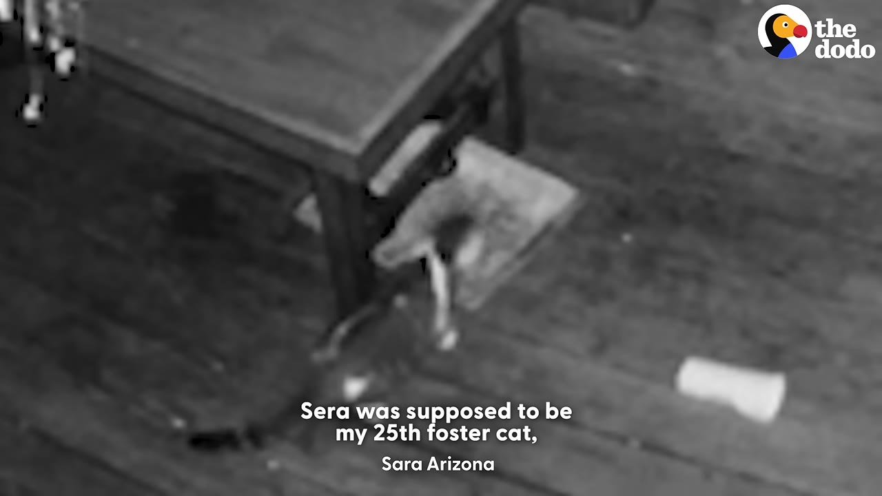 A black and white, slightly blurry security camera frame showing a small kitten near a table leg on a wooden floor, with text overlay reading 'Sera was supposed to be my 25th foster cat, Sara Arizona'.