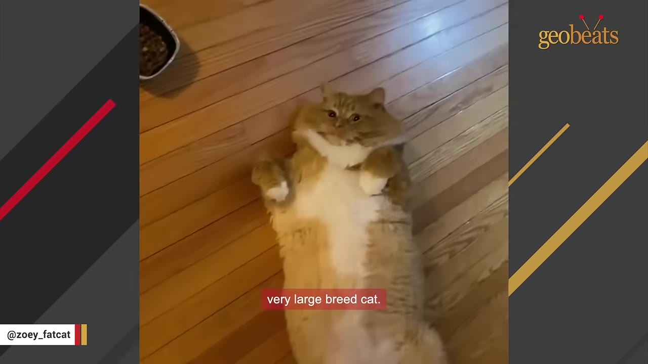 An overhead shot of a large, fluffy orange and white cat lying on its back on a wooden floor, looking up at the camera.