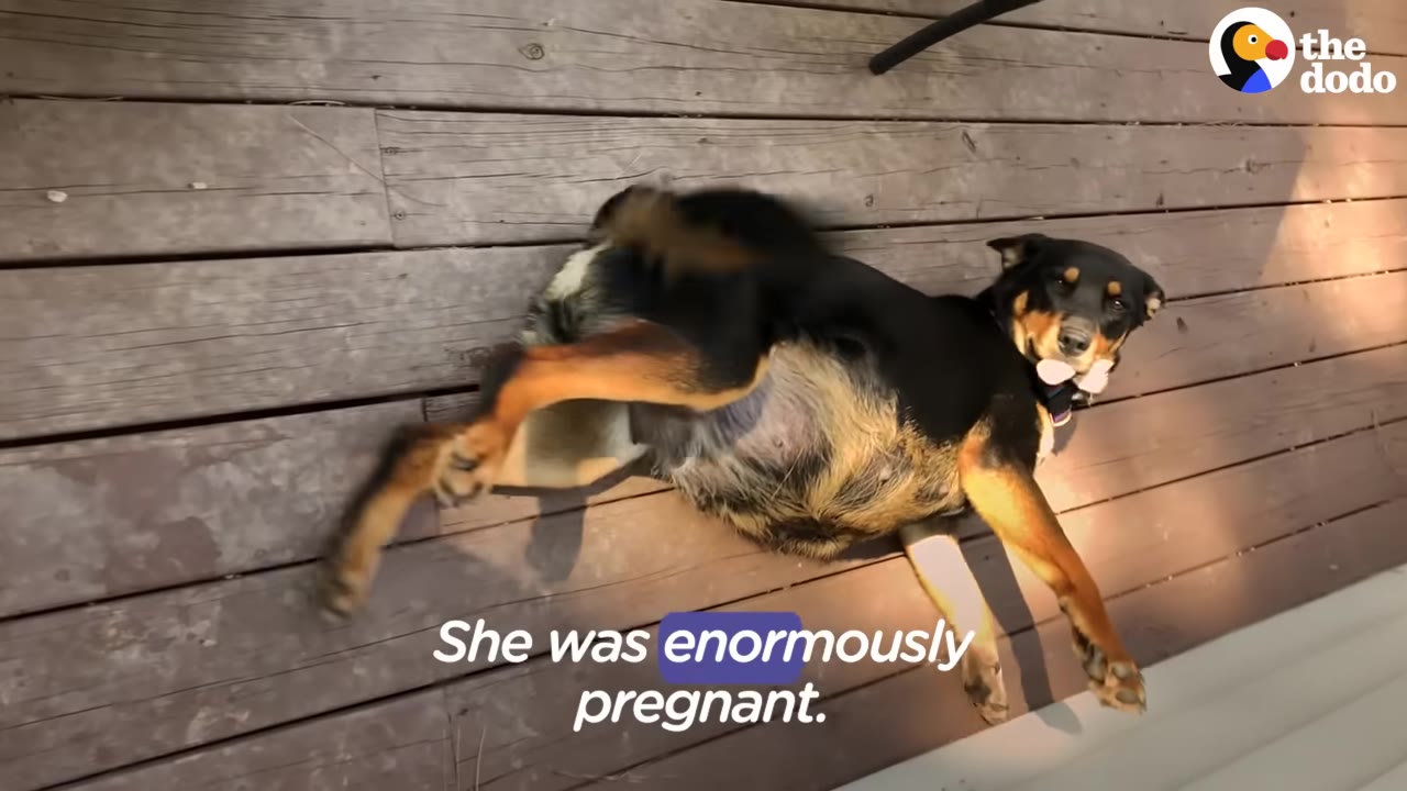A black and tan dog lies on her back on a wooden deck, showing her large, pregnant belly.
