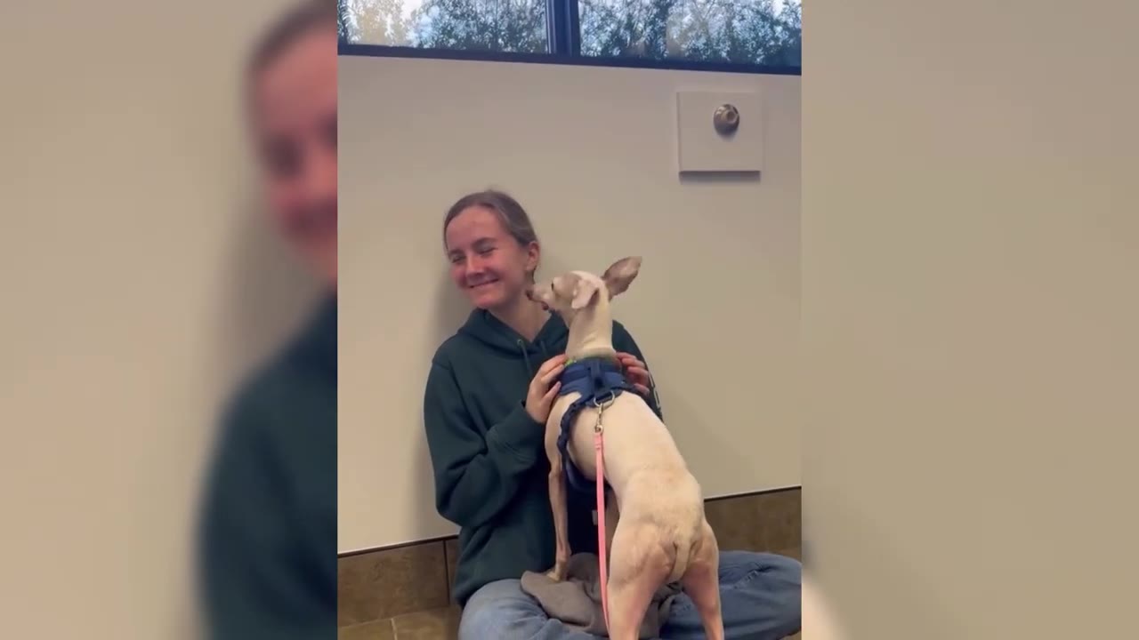 A small, light-colored dog wearing a blue harness stands on its hind legs, leaning against a smiling woman sitting on the floor.