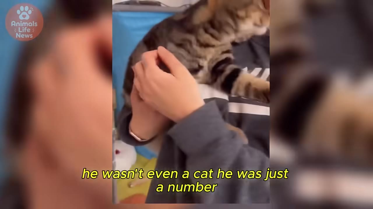 A close-up shot of a tabby cat being held in someone's arms, with yellow subtitle text reading 'he wasn't even a cat he was just a number'.