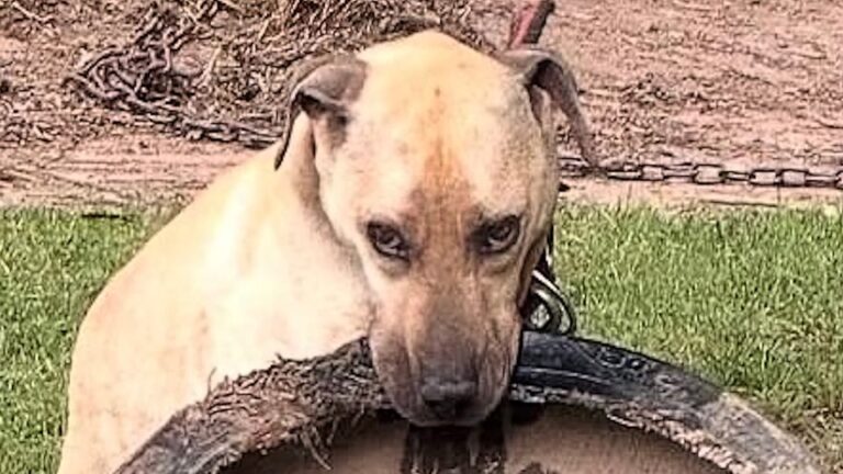North Carolina Rescuer Meets Former Fighting Dog And Is Left Stunned By What He Has In His Mouth