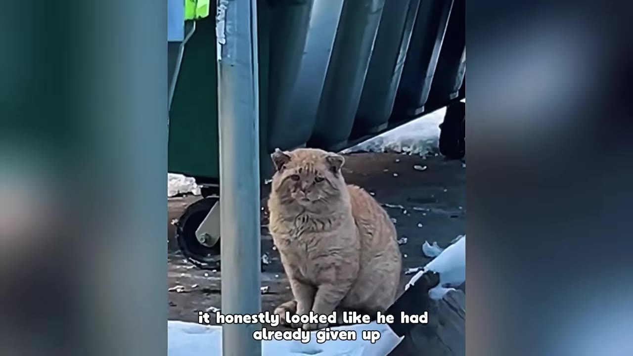 An old, rugged orange tabby cat with tattered ears sitting on the ground next to a green dumpster, looking directly at the camera with a sad expression.