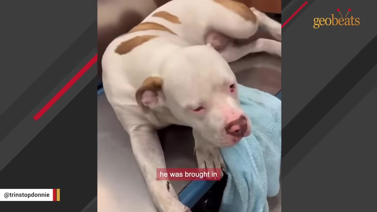 A white and brown dog lies on a metal examination table next to a blue towel, looking weak and injured.