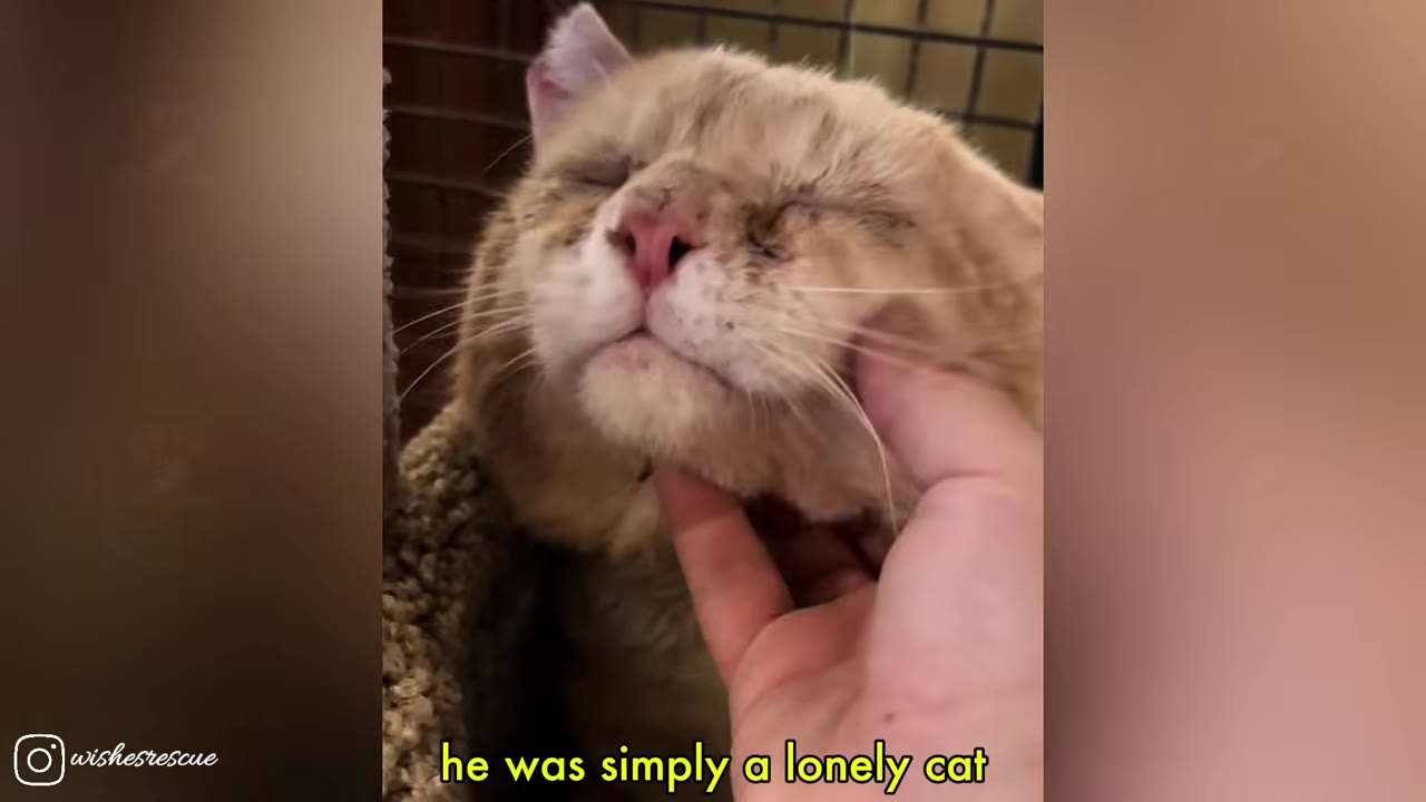 A close-up shot of an orange cat with closed eyes being gently petted under the chin by a human hand.