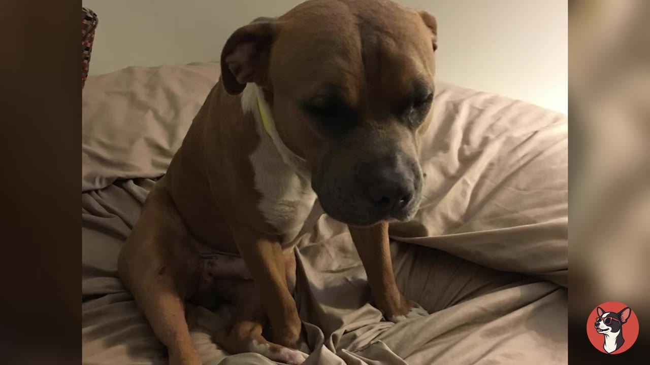A brown and white pit bull sitting on a rumpled brown blanket, looking down with a sad and exhausted expression.