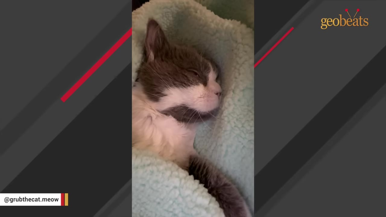 A close-up of a small grey and white kitten sleeping peacefully, wrapped in a soft light-blue fleece blanket.
