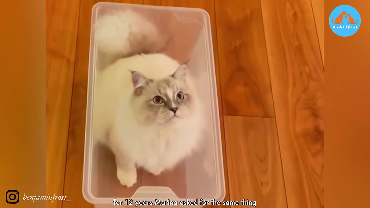 A fluffy white and grey cat sitting inside a clear plastic storage bin on a wooden floor.
