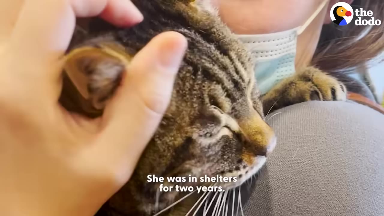 A close-up of a tabby cat being gently petted on the head by a person's hand, with text overlay reading 'She was in shelters for two years.'