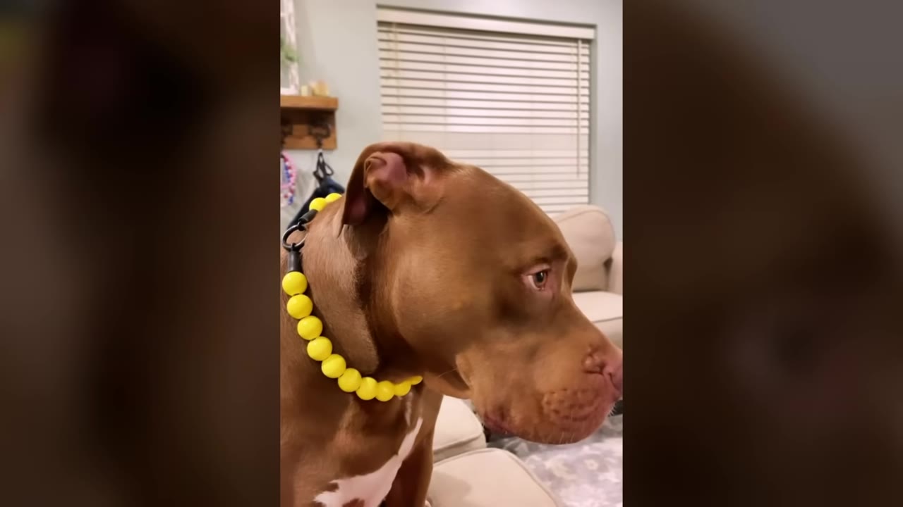 A close-up profile shot of a brown pit bull-type dog wearing a yellow beaded collar, looking off to the side with a dramatic, pouting expression.