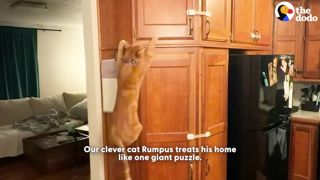 An orange cat named Rumpus stretches and climbs up the side of wooden kitchen cabinets next to a refrigerator.
