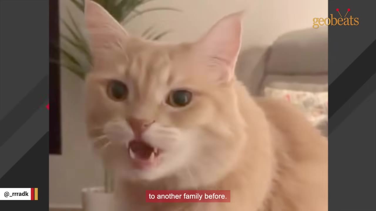 A close-up shot of a fluffy orange cat with its mouth open as if meowing or vocalizing.