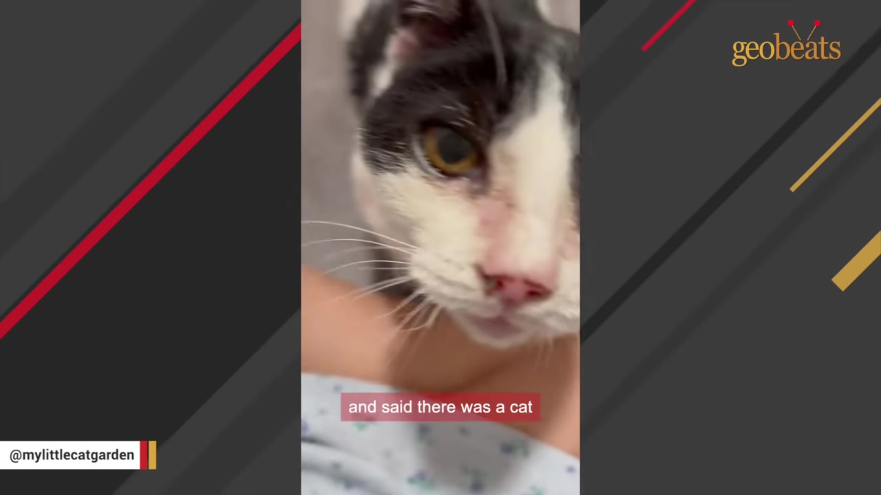 A close-up of a black and white cat looking at the camera, with a subtitle reading 'and said there was a cat'.