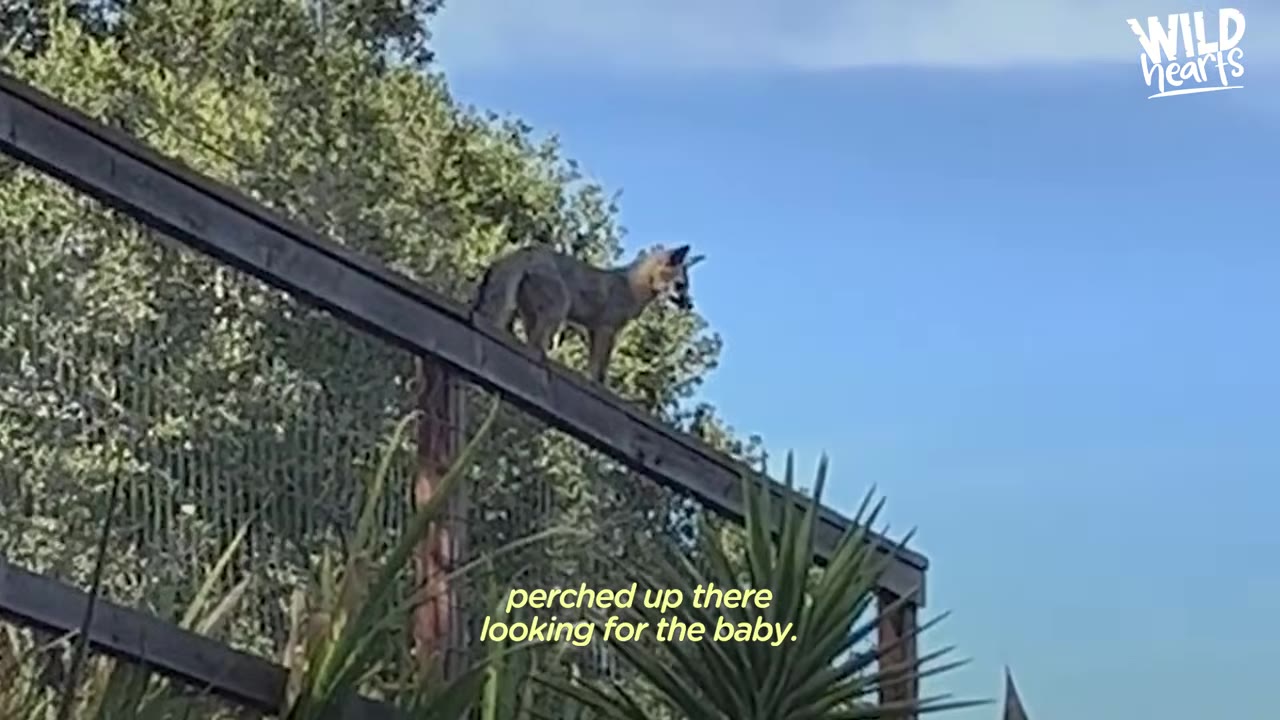 A mother fox stands on top of a wooden fence railing against a blue sky, looking out over the yard.
