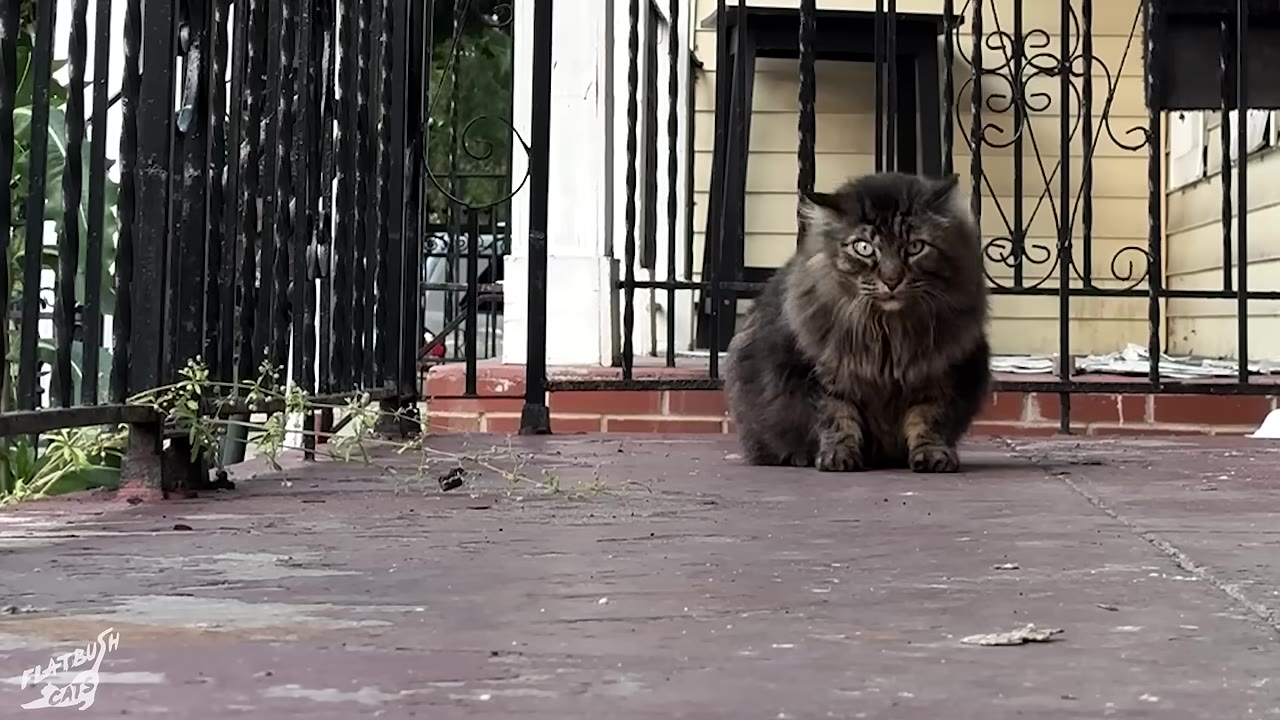 A fluffy, rotund tabby cat with large eyes sits on a concrete porch in front of a black metal fence.