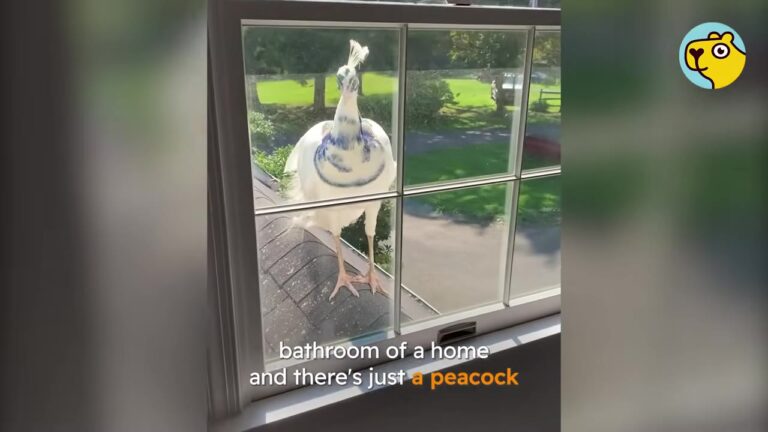 New Jersey Family Stunned As Peacock Knocks On Their Bathroom Window Every Morning