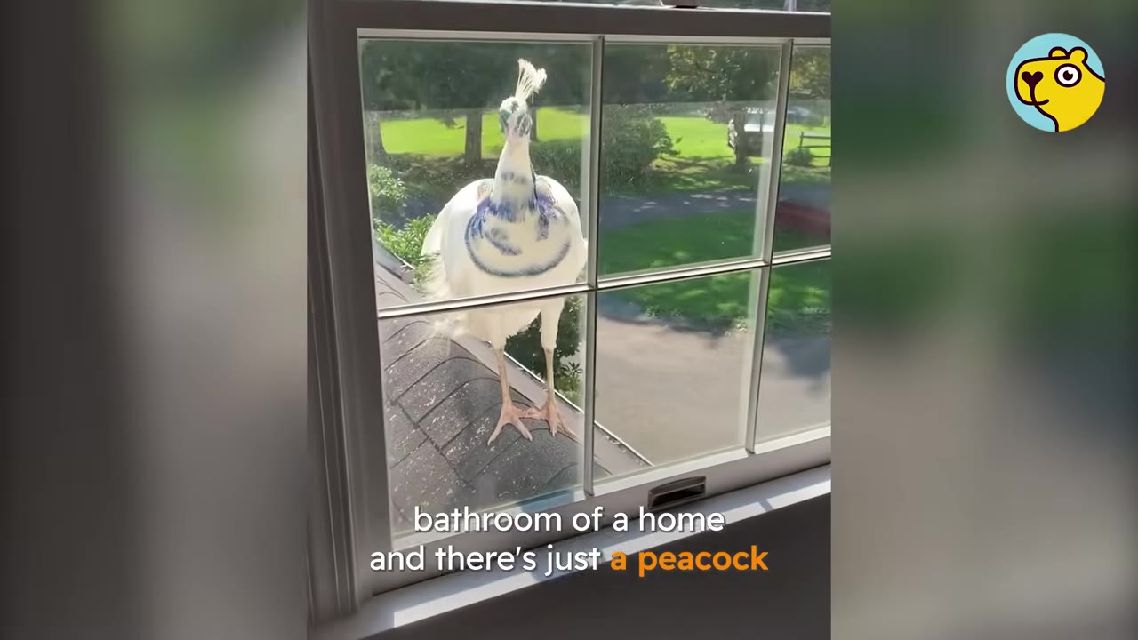 A white and blue peacock standing on a roof outside a window, looking directly inside.