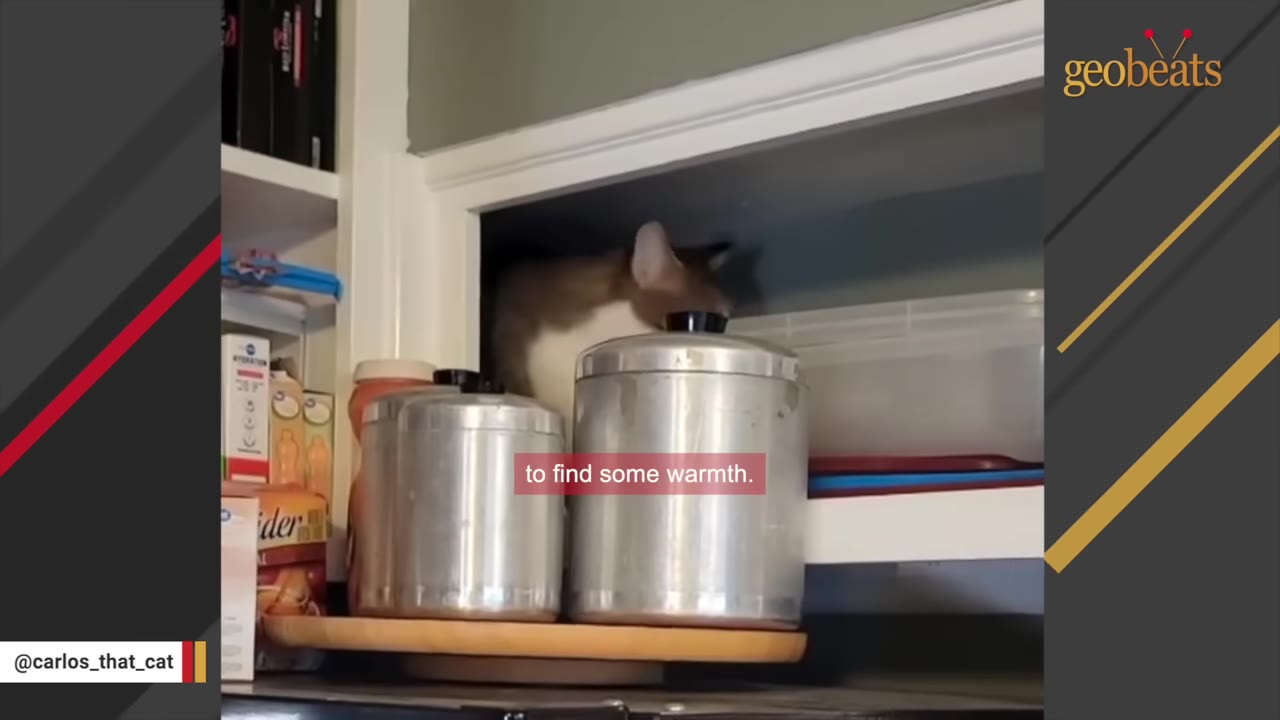 A brown and white cat peeks out from a dark shelf space behind two silver metal canisters.