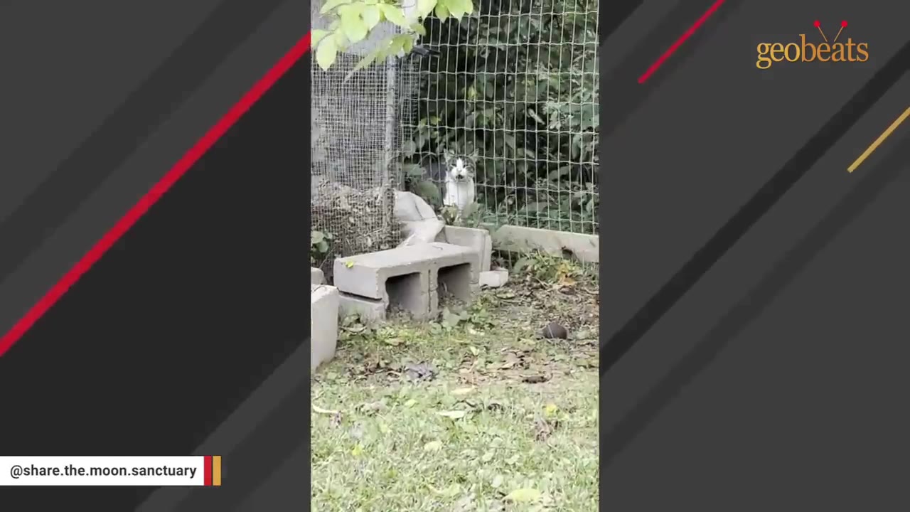 A black and white cat peers through a wire fence from behind green foliage.