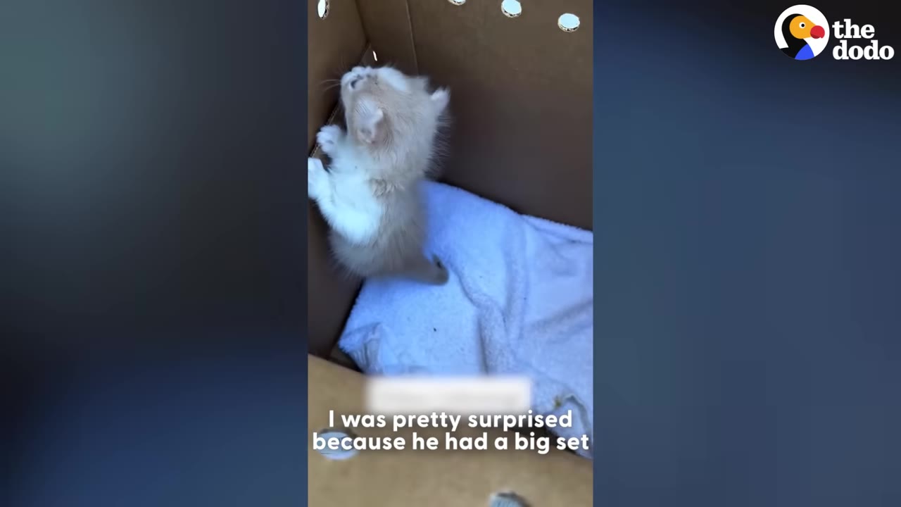 A small, fluffy light-colored kitten stands on its hind legs inside a cardboard box, looking up.