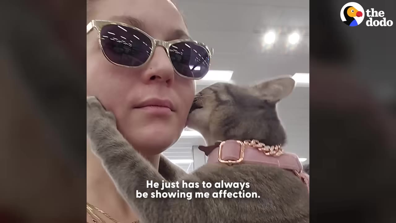 A close-up of a woman wearing sunglasses inside a store as a tabby cat wearing a pink harness hugs her face and nuzzles her cheek.