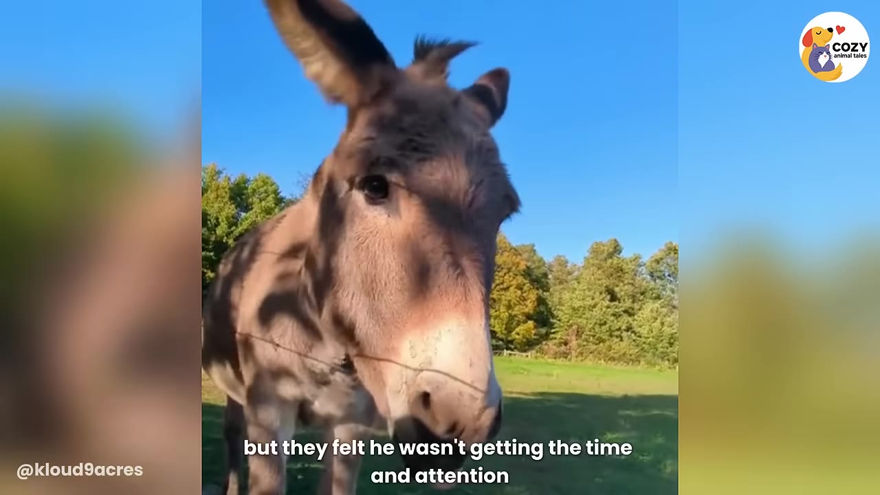 A brown donkey standing in a grassy field with green trees and a blue sky in the background.