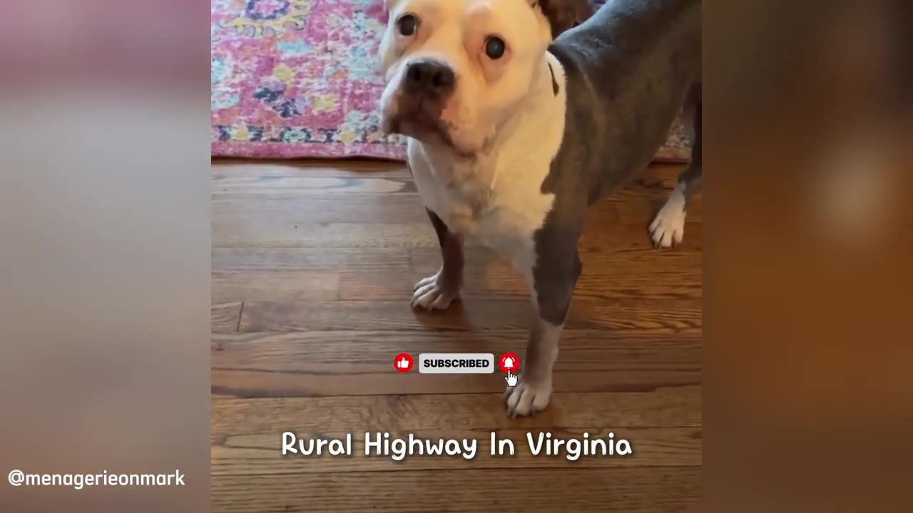 A white and grey dog standing on a wooden floor, with text overlay reading 'Rural Highway In Virginia'.