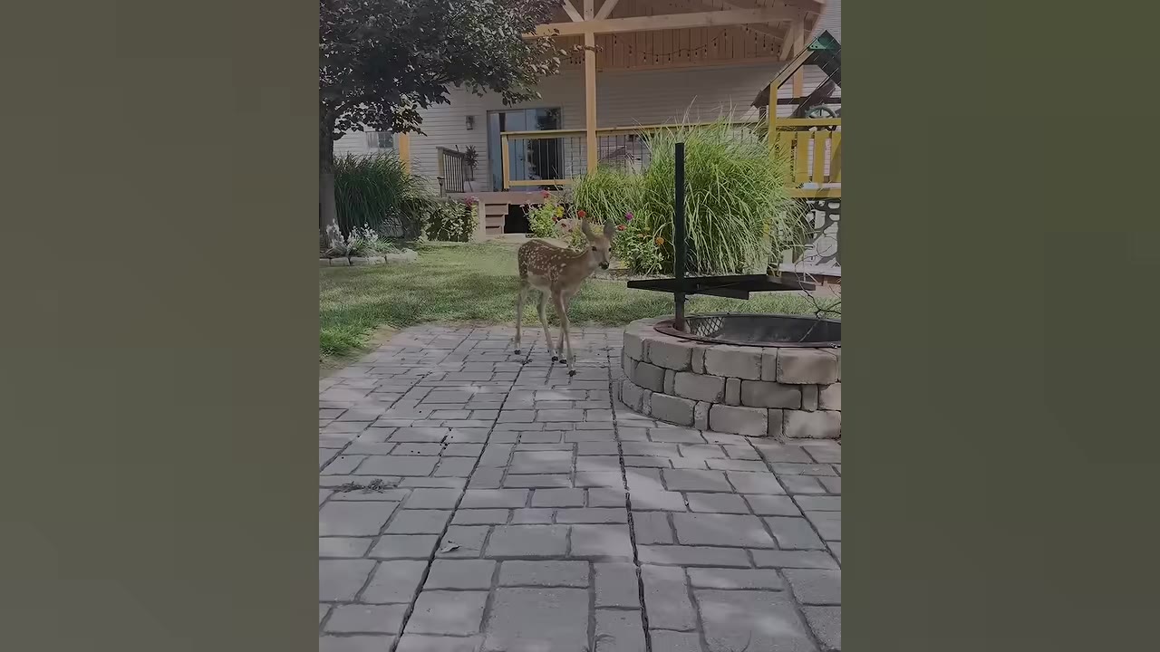 A young spotted fawn walks across a stone patio in a backyard near a stone fire pit.
