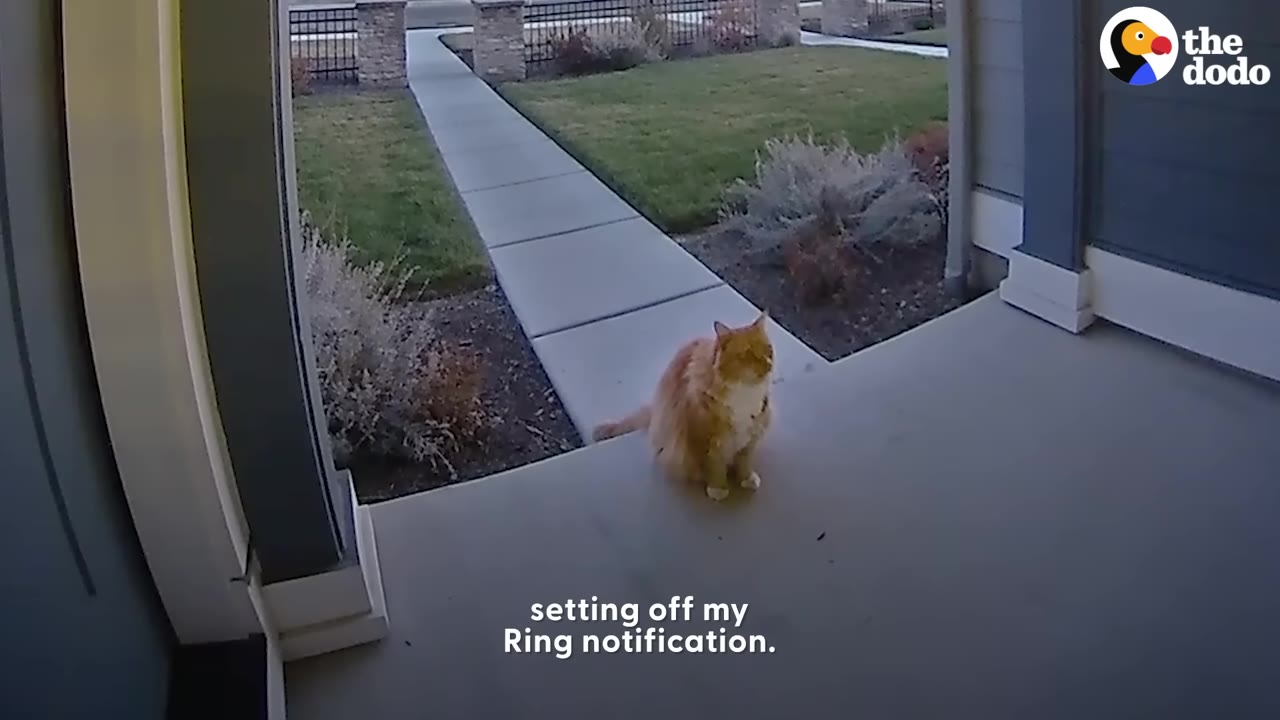 A fluffy orange cat sits on a concrete front porch, captured from the high angle of a home security doorbell camera.