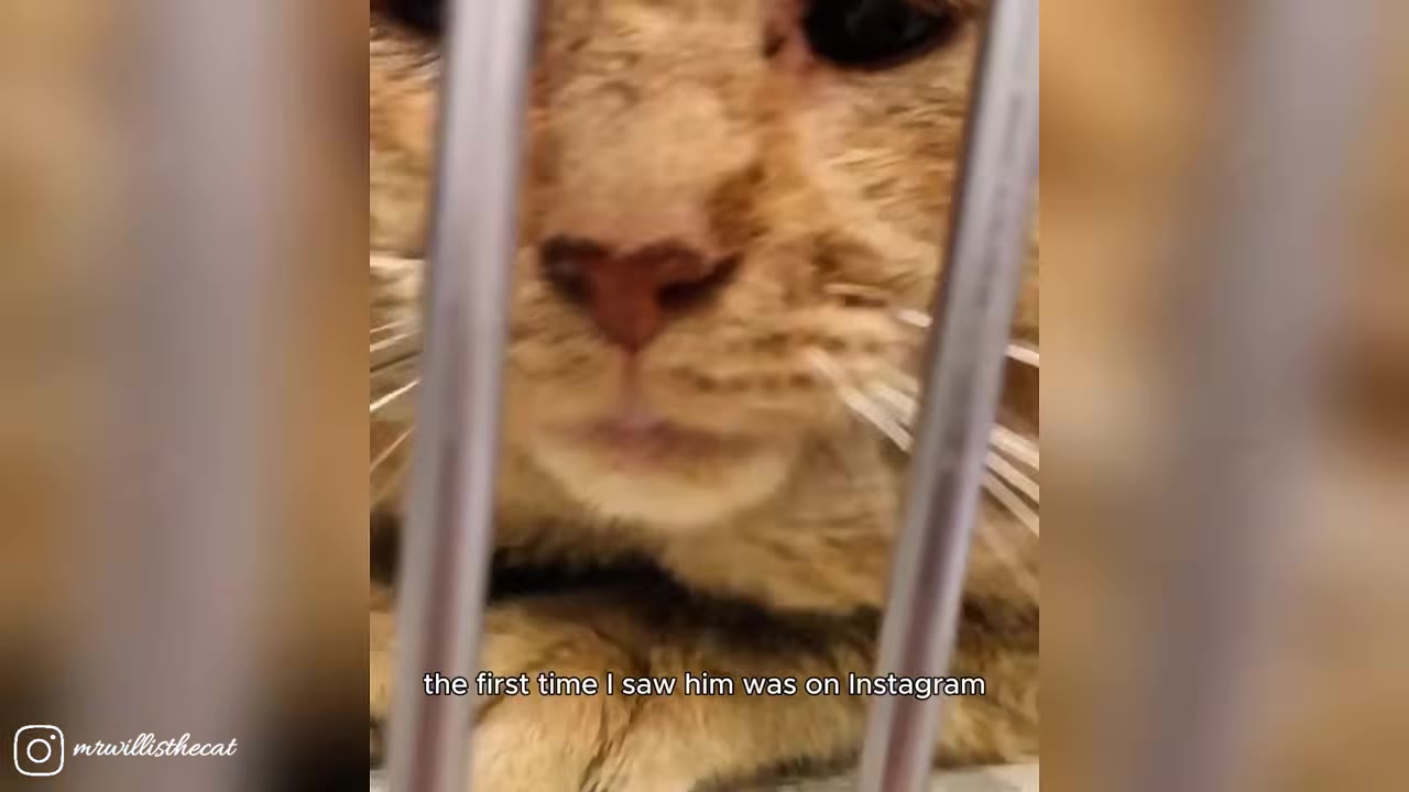 A close-up view of an orange cat's face behind the metal bars of a cage, with text overlay reading 'the first time I saw him was on Instagram'.