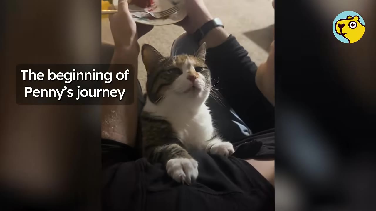 A brown, white, and black tabby cat sits on a person's lap, looking up with a curious expression.
