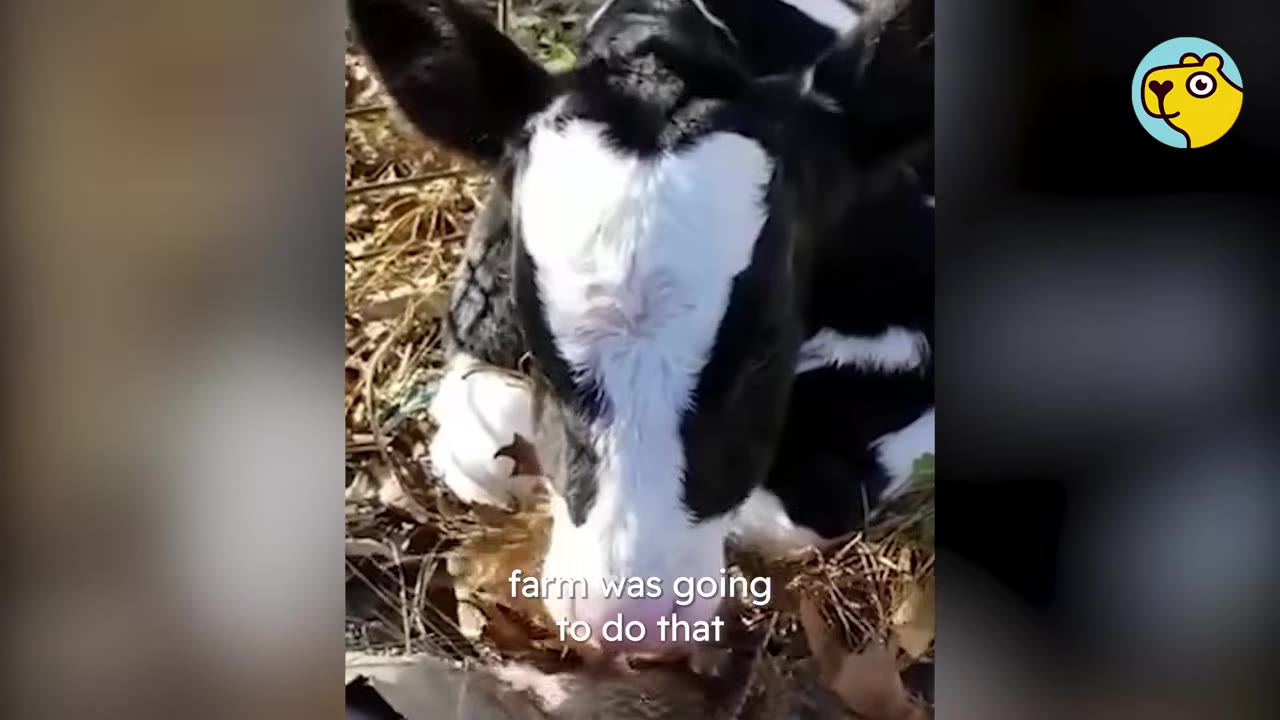 A close-up shot of a black and white calf lying down on dry leaves and straw.