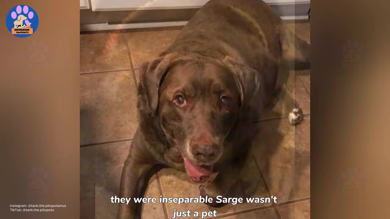 A brown dog lying on a tiled floor, looking up with its mouth open and tongue slightly out.