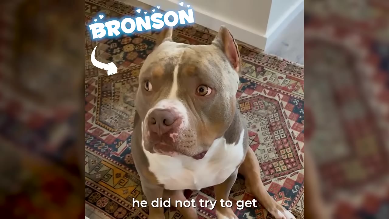 A close-up shot of a brown and white pit bull named Bronson sitting quietly on a patterned rug, looking up with a calm expression.
