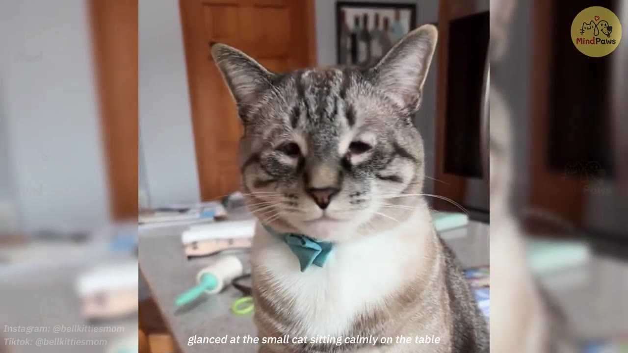 A close-up of a light-colored tabby cat with closed or squinted eyes, wearing a blue collar, sitting calmly on a table.