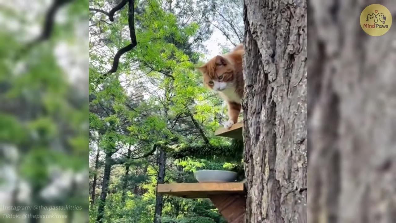 An orange and white cat peeking out from behind a large tree trunk on a wooden platform in a forest.