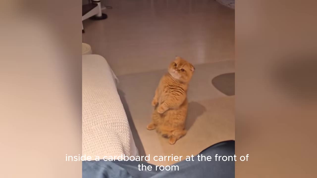 A small orange Scottish Fold kitten stands on its hind legs on a light-colored floor, tilting its head curiously.