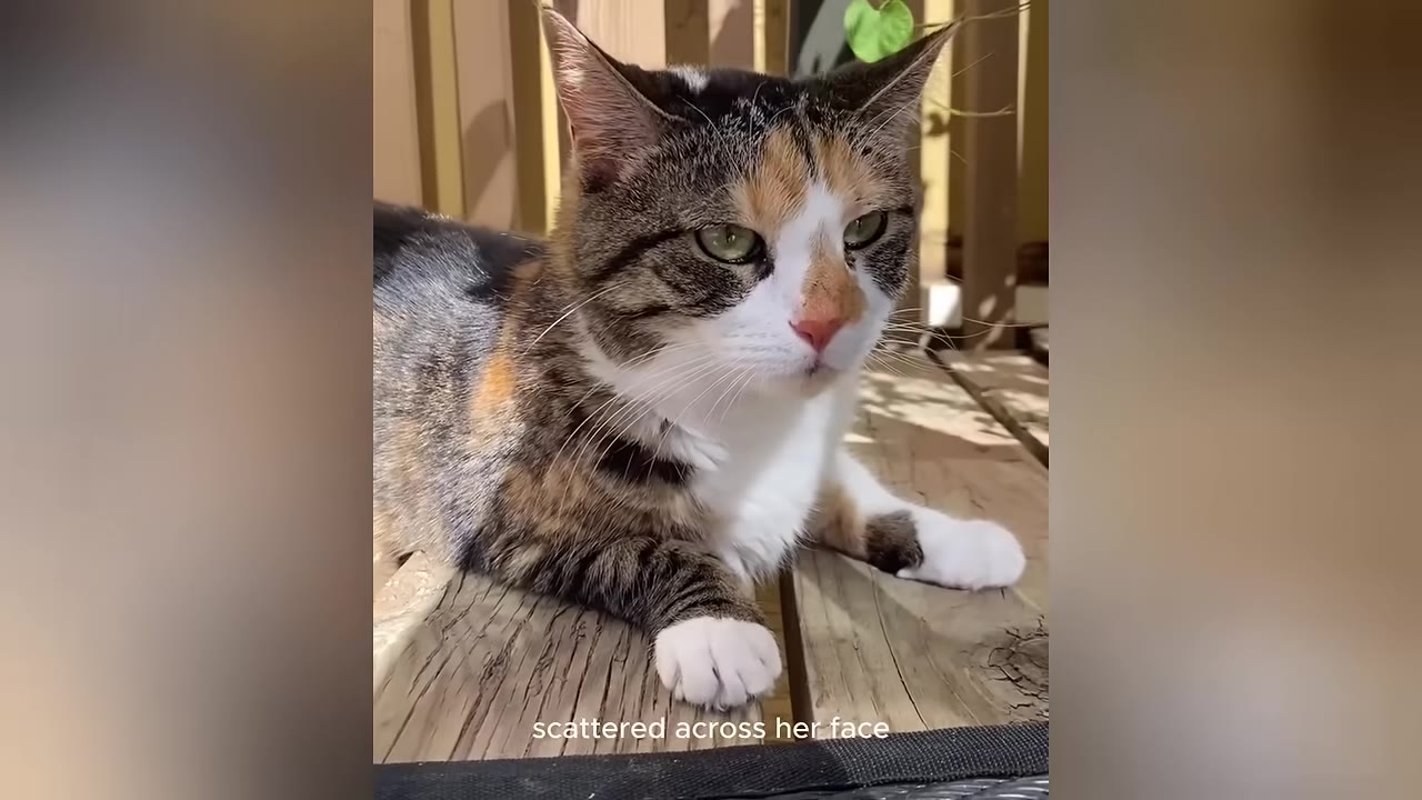 A calico tabby cat with brown and black stripes, a white chest, and orange patches on her face lies on a wooden deck.