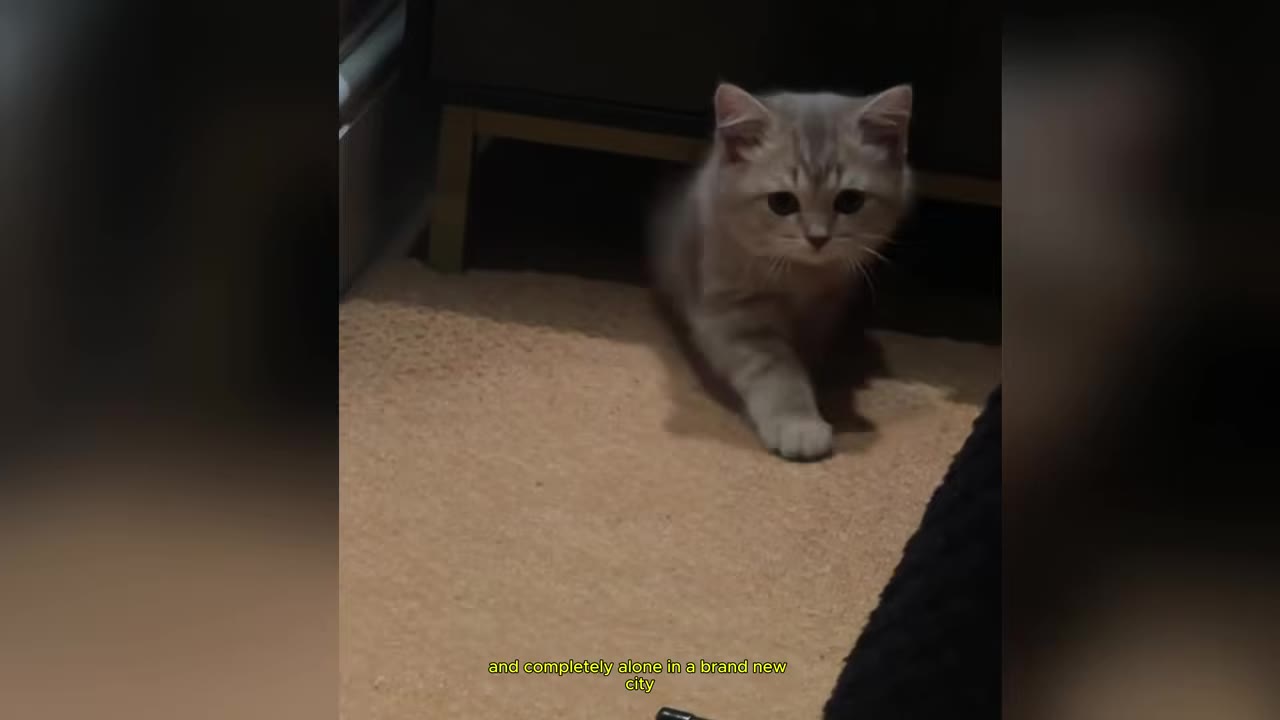 A small grey tabby kitten walking across a beige carpeted floor in a dimly lit room.