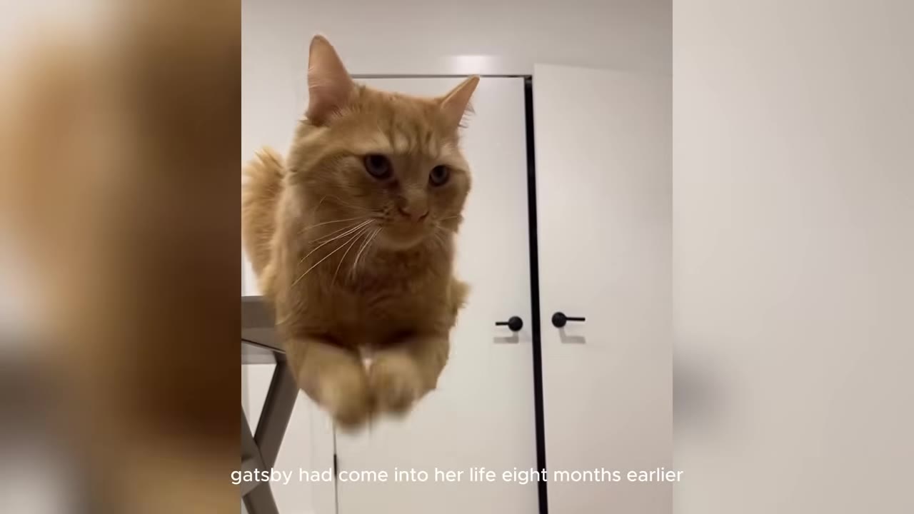 An orange long-haired cat perched on a stand, looking forward with its front paws slightly raised.
