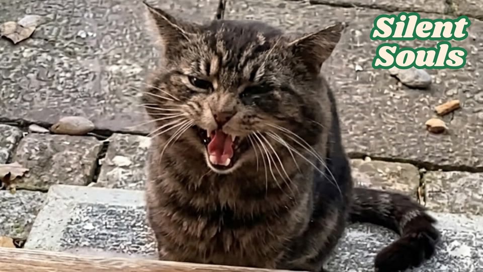 Video frame for A Quiet Visitor in the Garden