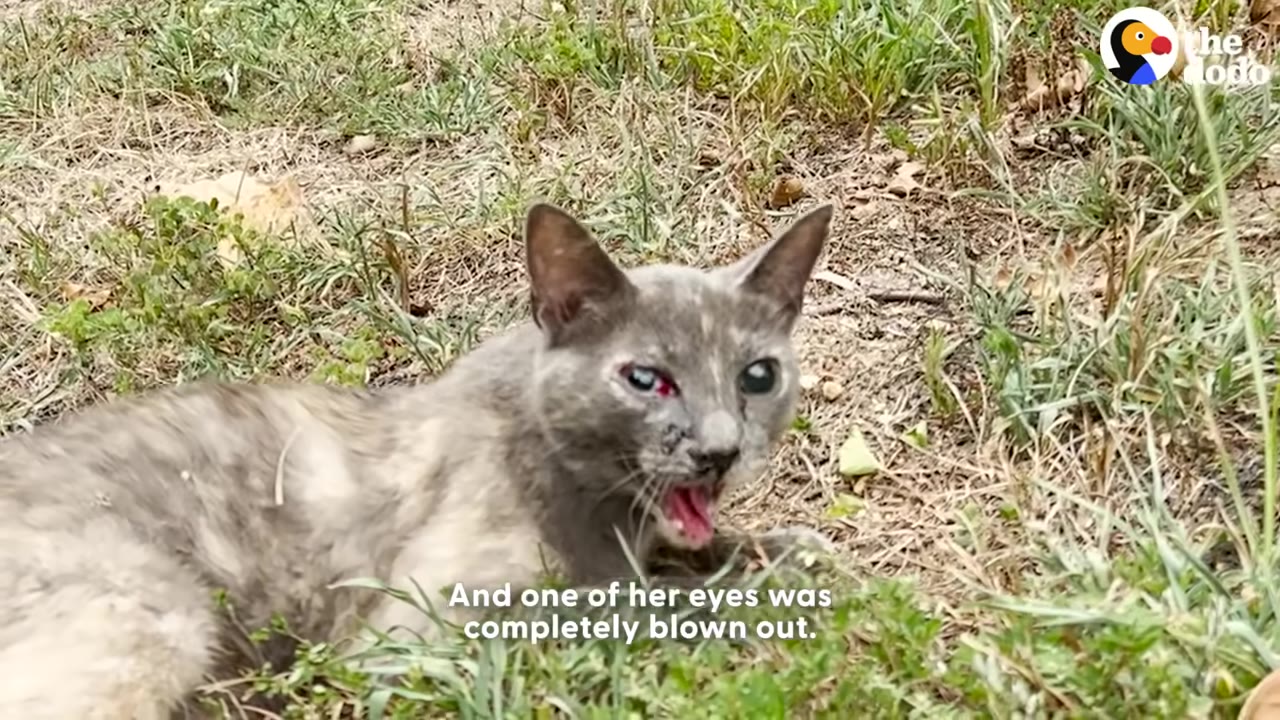 A grey and white cat lies in the grass with an injured, bloody right eye and its mouth open.