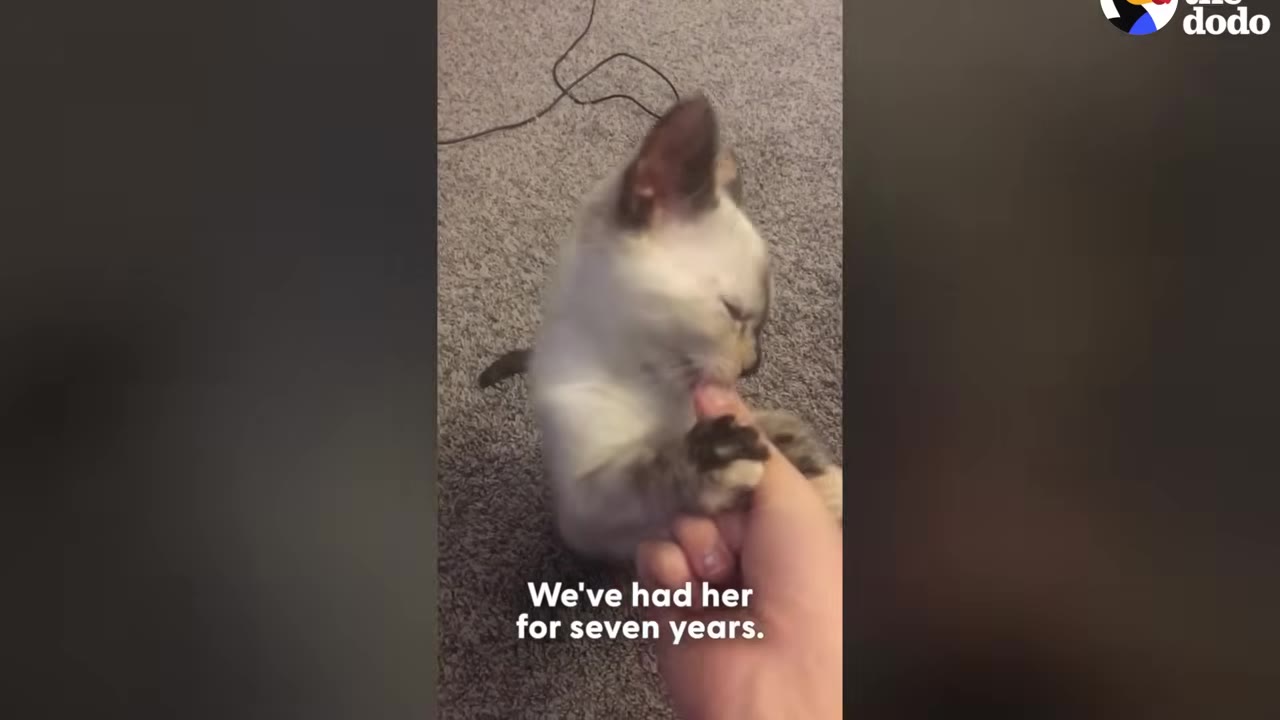 A small Siamese-mix kitten licking a person's finger while sitting on a carpeted floor.