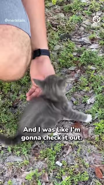 A close-up shot of a small grey kitten on the grassy ground as a person reaches down to touch it.
