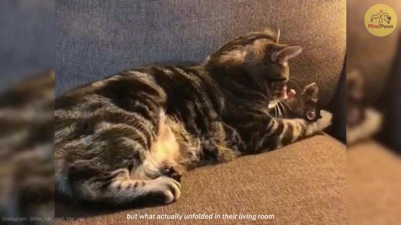A tabby cat lies on a brown couch, gently holding a small pet rat in its paws and grooming it.