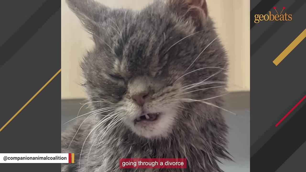 A close-up of a fluffy, grey cat with its eyes closed and mouth slightly open, appearing sad or sleepy.